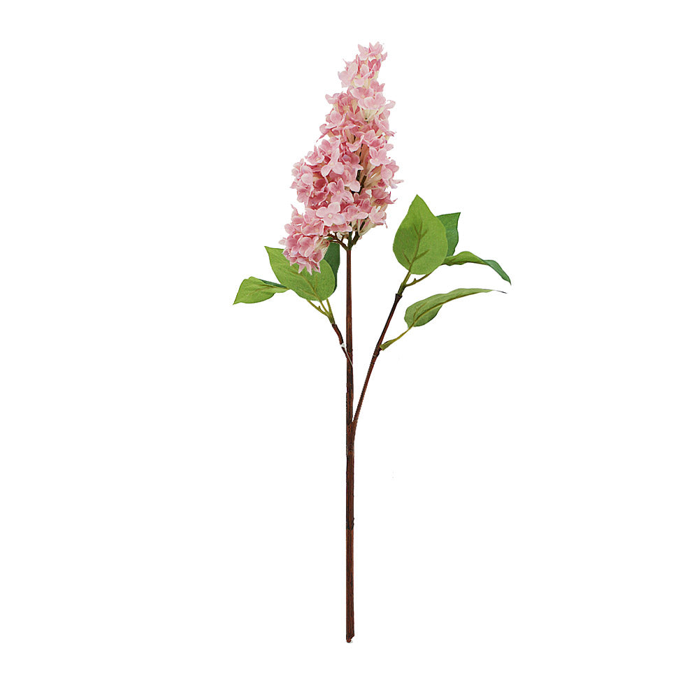 Dutch Lilac Cutting 48cm | Hot Dollar Newtown | One Stop Variety Shop ...